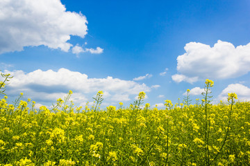 rapeseed field