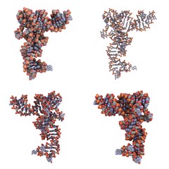 transfer RNA (tRNA) molecule