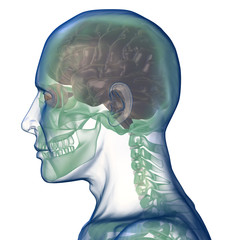 head x_ray right view