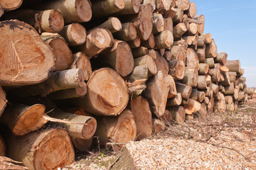 Close-up of stacked sawn trunks