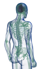body x-ray, perspective back view on white