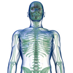 body x-ray from below on white