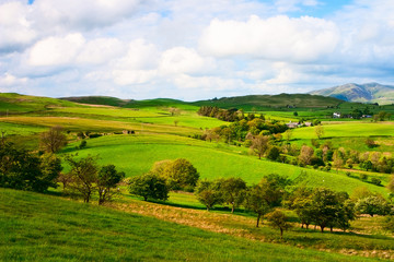 Fototapeta na wymiar Na pastwisku w Yorkshire Dales w Wielkiej Brytanii