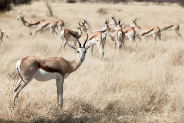 Springbok
