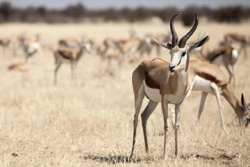 Abwaschbare Fototapete Antilope Springbock