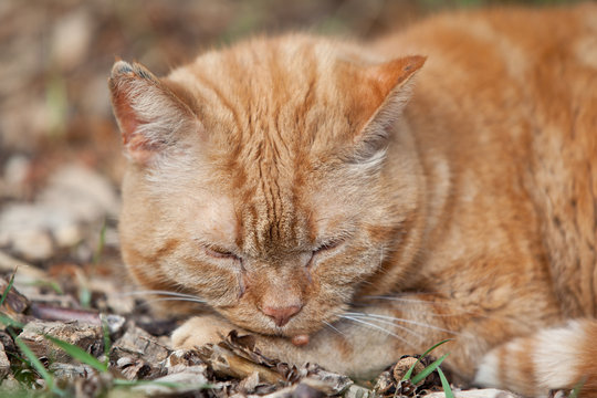 Kater garfield