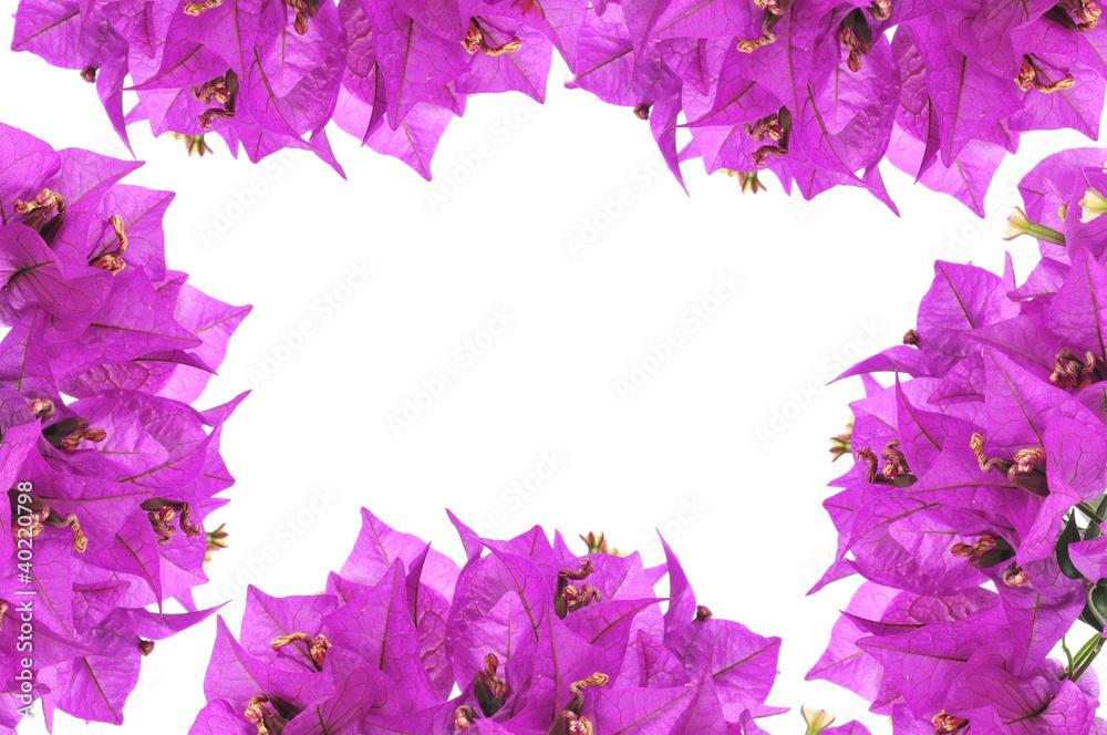 Wall mural bougainvillea flowers frame