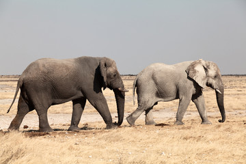 two elephants namibia