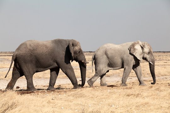 Two Elephants Namibia