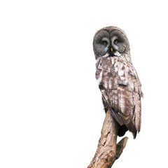 owl