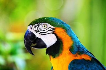 parrot