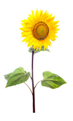 Sunflower. Close-up. Isolated. Studio © yevgeniy11