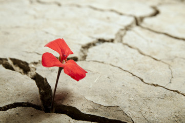 rote Blume, die aus Rissen in der Erde wächst