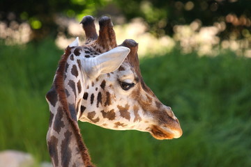 giraffe