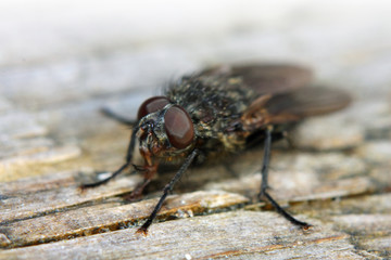 fly