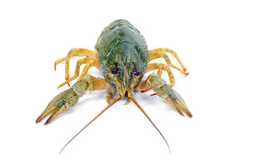 crawfish