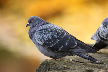 pigeon