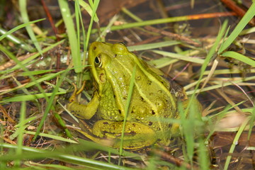 frog