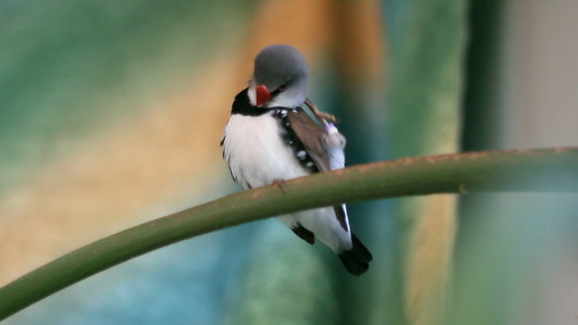 finches sitting on a branch in the forest