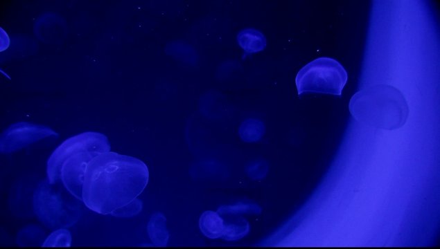 Medusen