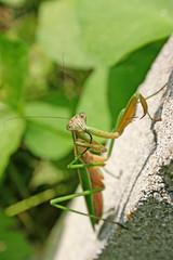 Curious Praying Mantis