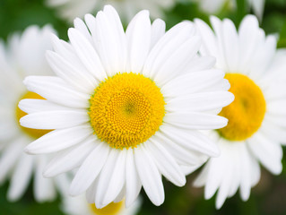 Obraz premium Closeup camomile