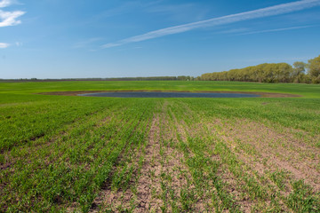 Green field and blue sky