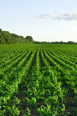 Fototapeta na wymiar Green corn field and blue sky