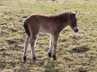 Neugeborenes Exmoorponyfohlen