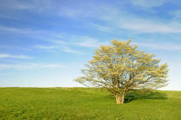 Fototapeta na wymiar ¯ółty Dereń Drzewo