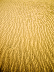 Golden Sand River
