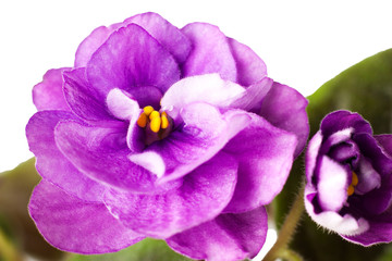 Obraz premium violet flowers