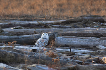 A Snowy Owls (Bubo scandiacus) watches from logs