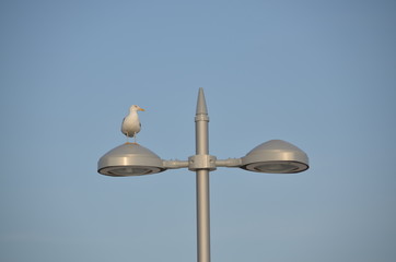 Gaviota en la farola. El Rompido.