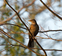 Blackbird in Evening Sunlight
