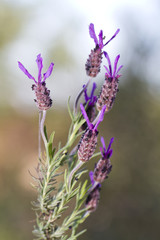 purple lavender flower