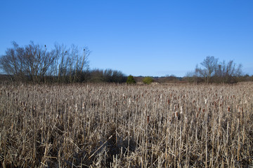 coastal mountains rise above reeds from wetlands