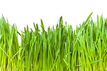 Green grass on a white background