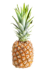 Single fresh pineapple