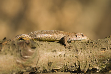 Zootoca vivipara