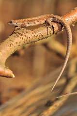 Zootoca vivipara