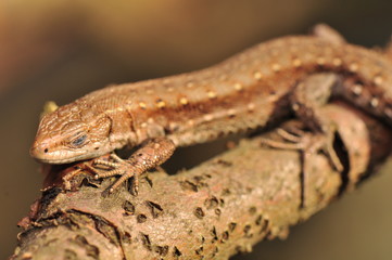 Zootoca vivipara