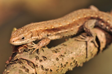 Zootoca vivipara