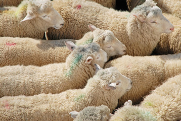 Sheep transportation © Jiri Foltyn