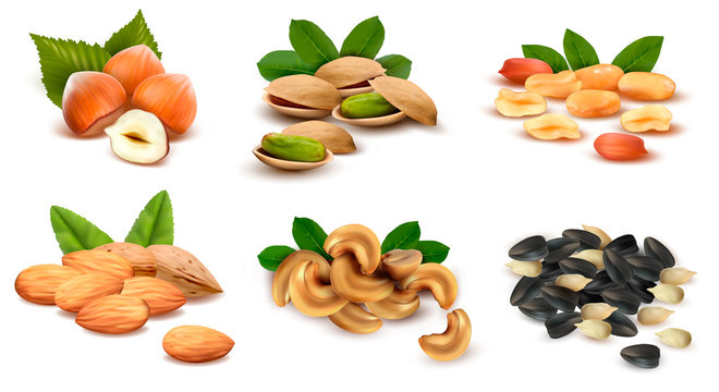 Big collection of ripe nuts. Vector