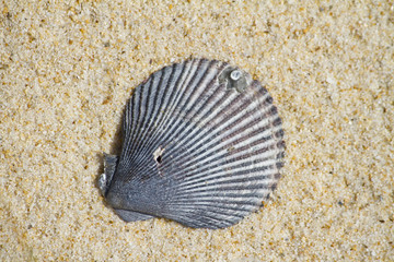 shell on a beach