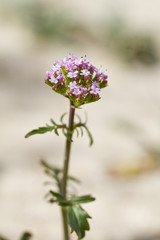beach dune flora