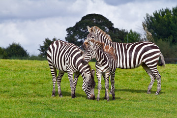 Fototapeta na wymiar Zebras in the wildlife park