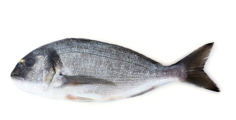 Fresh fish isolated on white
