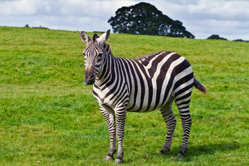 Fototapeta na wymiar Zebras in the wildlife park